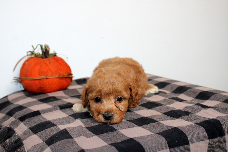 puppy, for, sale, Mini Golden Doodle F2B, Matthew B. Stoltzfus, dog, breeder, Gap, PA, dog-breeder, puppy-for-sale, forsale, nearby, find, puppyfind, locator, puppylocator, aca